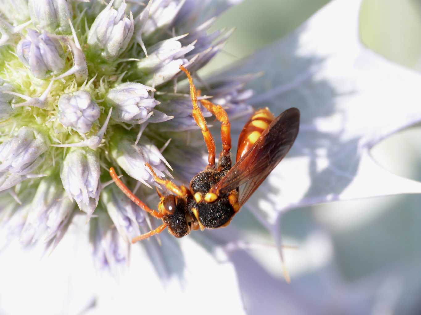 Nomada sp.